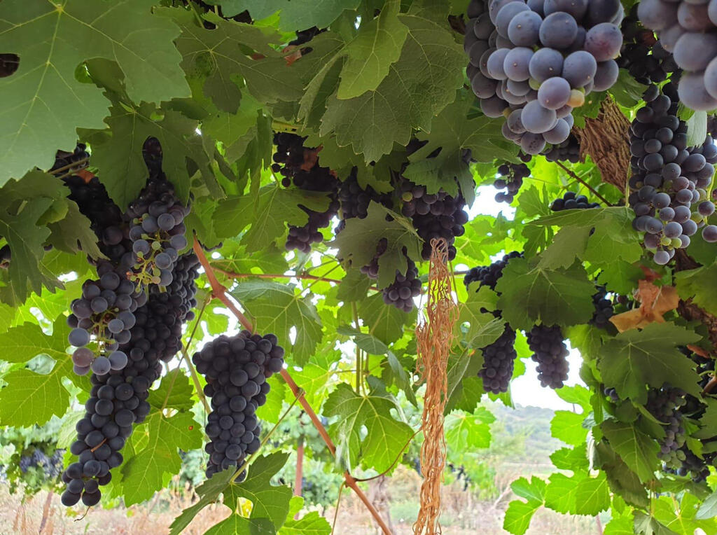 הענבים ביקבי כרמל