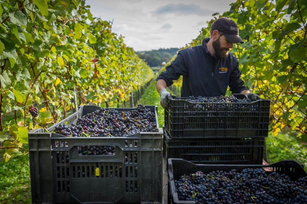 Grape harvest in France’s Champagne region (Photo: PR) בציר בחבל שמפיין בצרפת