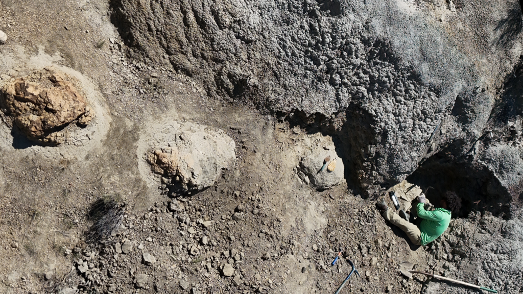 Four footprints from an adult Tyrannosaurus rex discovered in the Hell Creek Formation (Photo: Tyler Lyson/Denver Museum of Nature & Science) ארבע עקבות של טירנוזאורוס רקס בוגר, שנחשפו בתצורת הל קריק