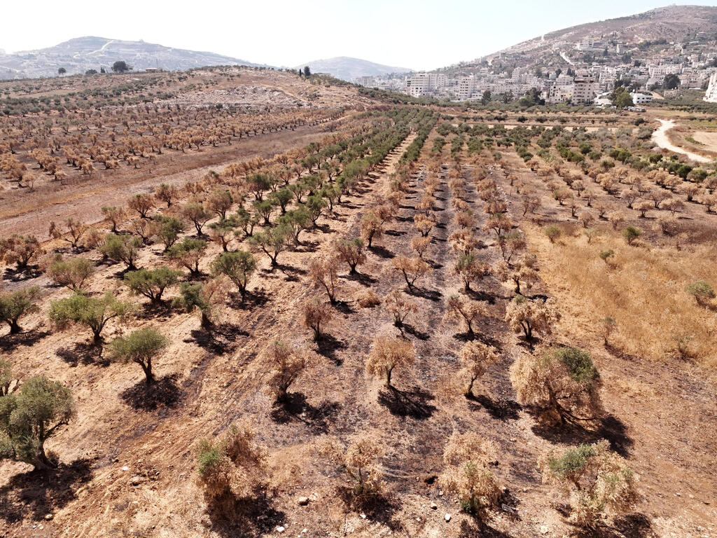 An olive grove in the West Bank (Photo: Shaul Golan) מטע עצי זית בכפר תל