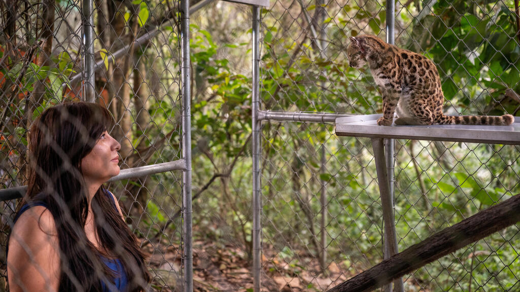The Leopardus tilcayo cat, now living at the Senda Verde Wildlife Sanctuary in Bolivia (Photo: Fernando Faciole/National Geographic/Handout/Reuters) החתול Leopardus tilcayo, המתגורר כיום במקלט לחיות הבר סנדה ורדה בבוליביה