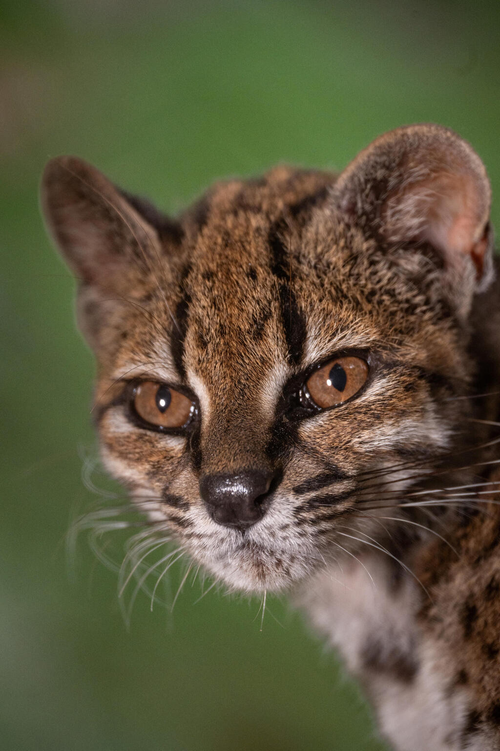 Photo: Fernando Faciole/National Geographic/Handout/Reuters טילקאיו, המין החדש שזוהה ביערות העננים של בוליביה