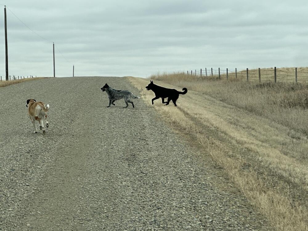 Stray dogs on an empty road (Photo: Alberta Archives/Shutterstock) כלבים משוטטים על כביש ריק