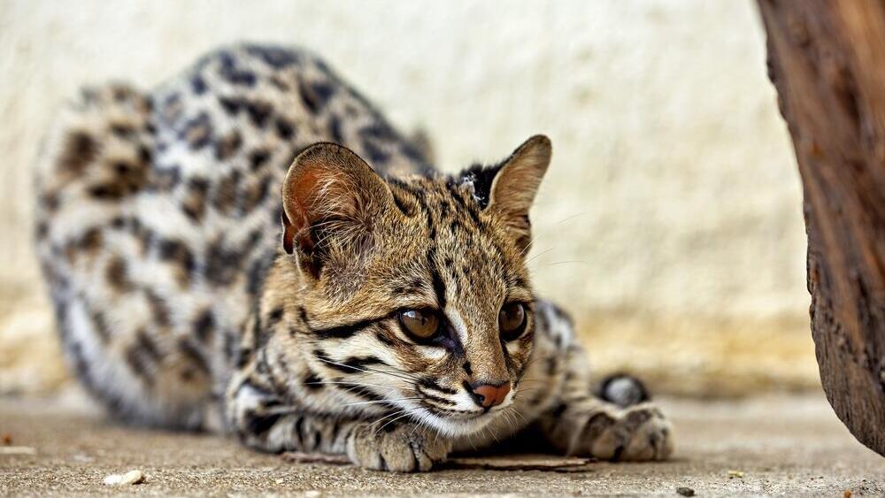 The oncilla, previously considered the only species in the tiger cat group (Photo: hecke61/Shutterstock) נמרון מנוקד, שנחשב עד כה כמין היחיד מקבוצת חתולי הבר הנמריים