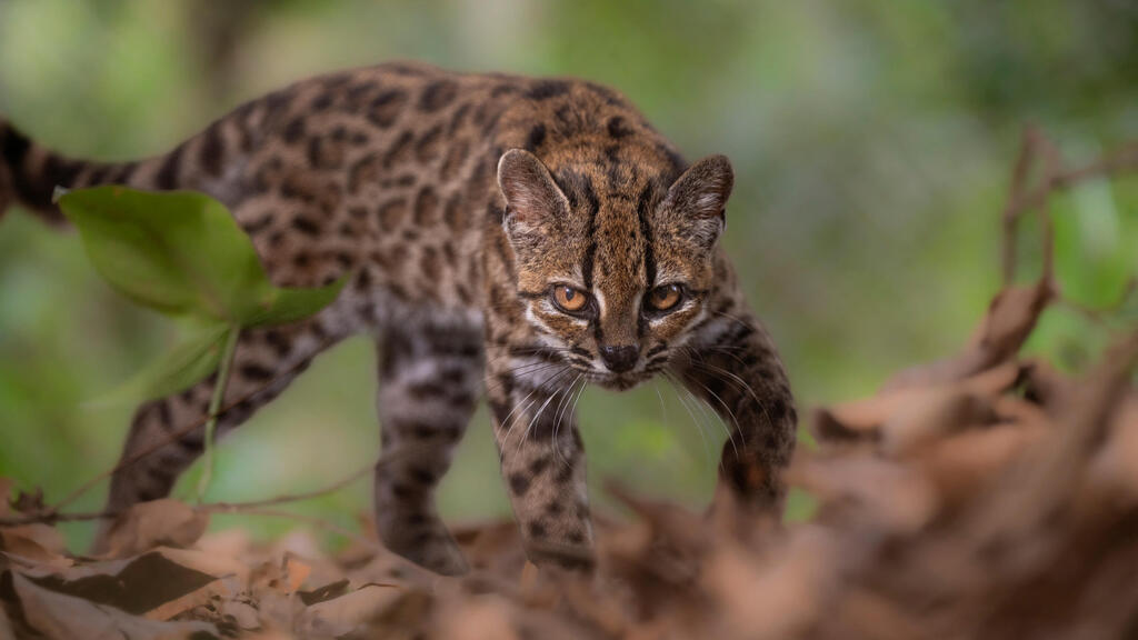 Meet the leopardus tilcayo: Bolivia’s tiny wild cat is the first new feline species named in a century (Photo: Fernando Faciole/National Geographic/Handout/Reuters) החתול Leopardus tilcayo