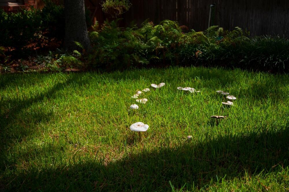 A fairy ring in nature (Photo: MMCRP, shutterstock) מעגל פיות בטבע