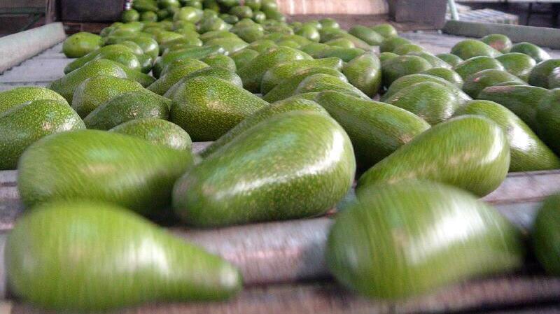 Israel’s avocado harvest set to break records as exports surge to 170,000 tons (Photo: Amir Bahar) האבוקודו שובר שיאים