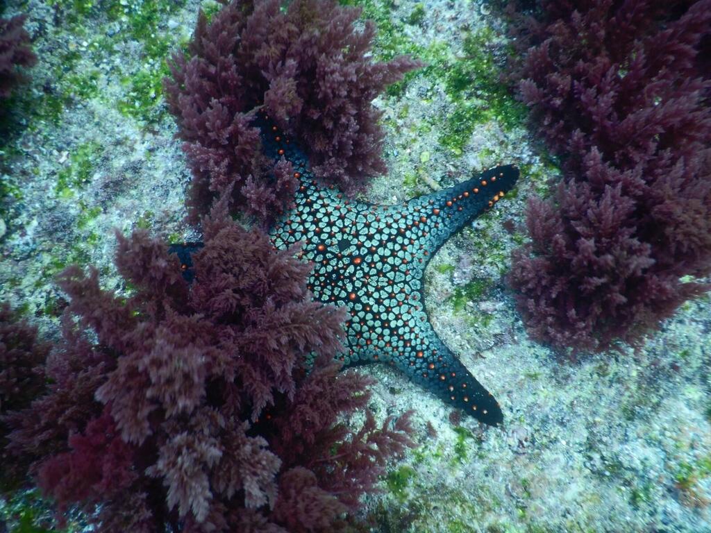 A starfish among branched Asparagopsis algae in the Galapagos Islands (Photo: Dr. Tal Luzzatto Knaan) כוכב ים בין אצות אספרגון מסועף באיי גלאפגוס