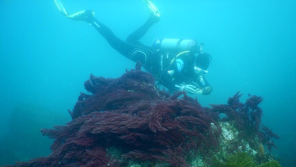Branched Asparagopsis algae in the Galapagos Islands (Photo: Dr. Tal Luzzatto Knaan) אצת אספרגון מסועף באיי גלאפגוס