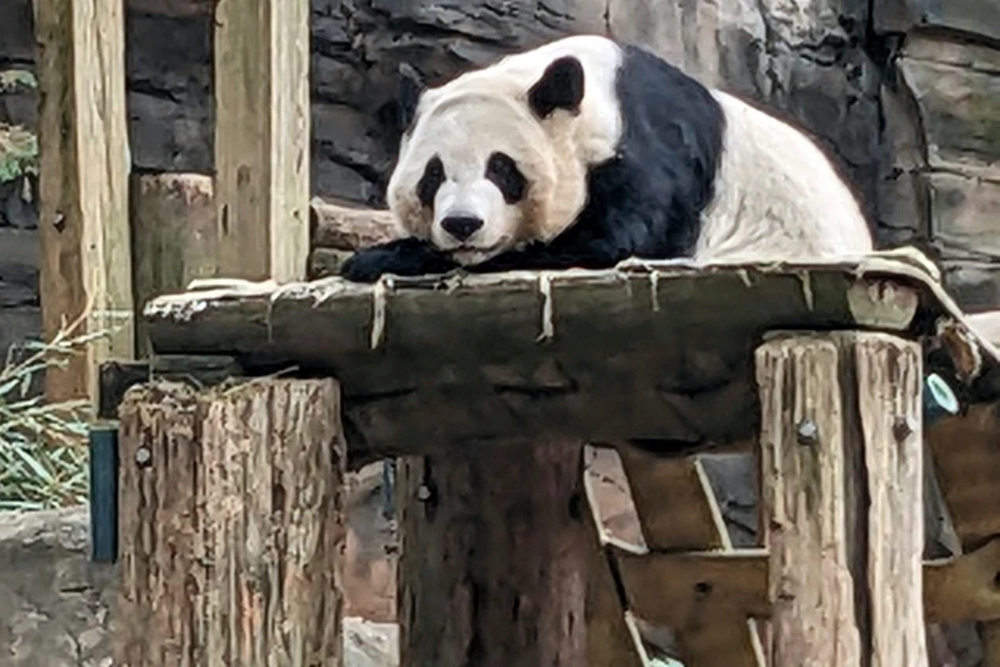 One of four pandas returned to China from Zoo Atlanta in 2024 (Photo: Kate Brumback/AP) אחד מארבעה דובי הפנדה שהוחזרו ב-2024 לסין מגן החיות באטלנטה, עם תום שיתוף הפעולה שחודש כעת