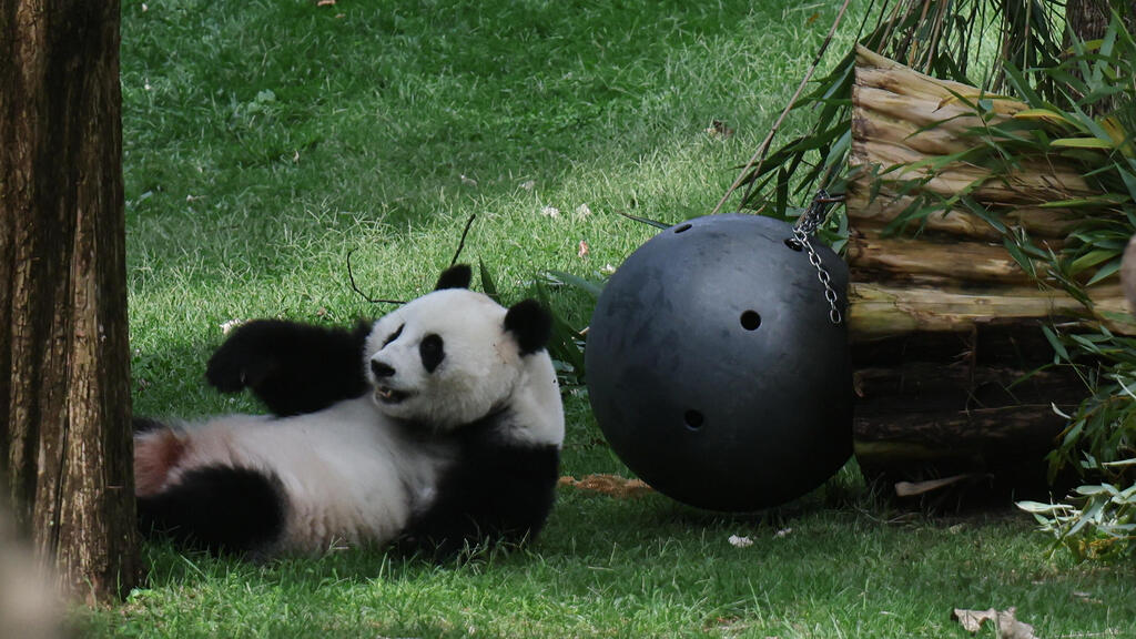 Qingbao at the National Zoo in Washington (Photo: Sheng Jiapeng/China News Service/VCG/Reuters) הפנדה צ'ינג-באו בגן החיות הלאומי שבוושינגטון