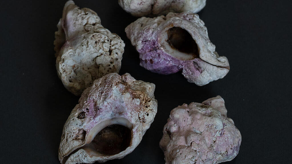 Banded dye-murex snails (Photo: Prof. Zvi Koren, Jenny Katzner) קונכיות של חילזון ארגמון קהה-קוצים