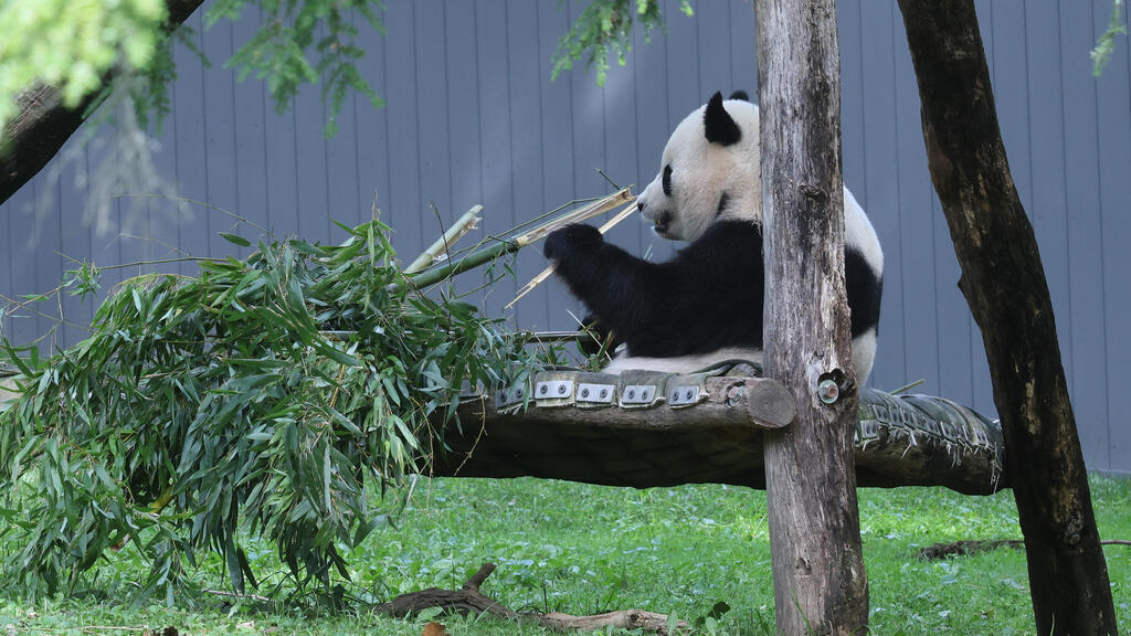 Bao-Li at the National Zoo in Washington (Photo: Sheng Jiapeng/China News Service/VCG/Reuters) הפנדה באו-לי בגן החיות הלאומי שבוושינגטון