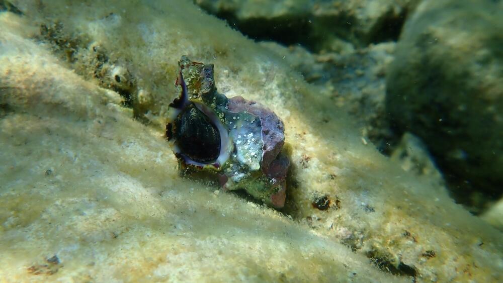 Banded dye-murex snail (Photo: Alexey Masliy/Shuttertock) ארגמון קהה-קוצים בים האגאי