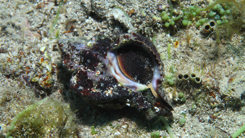 The banded dye-murex snail (Photo: aquapix/Shuttertock) ארגמון קהה-קוצים בים התיכון