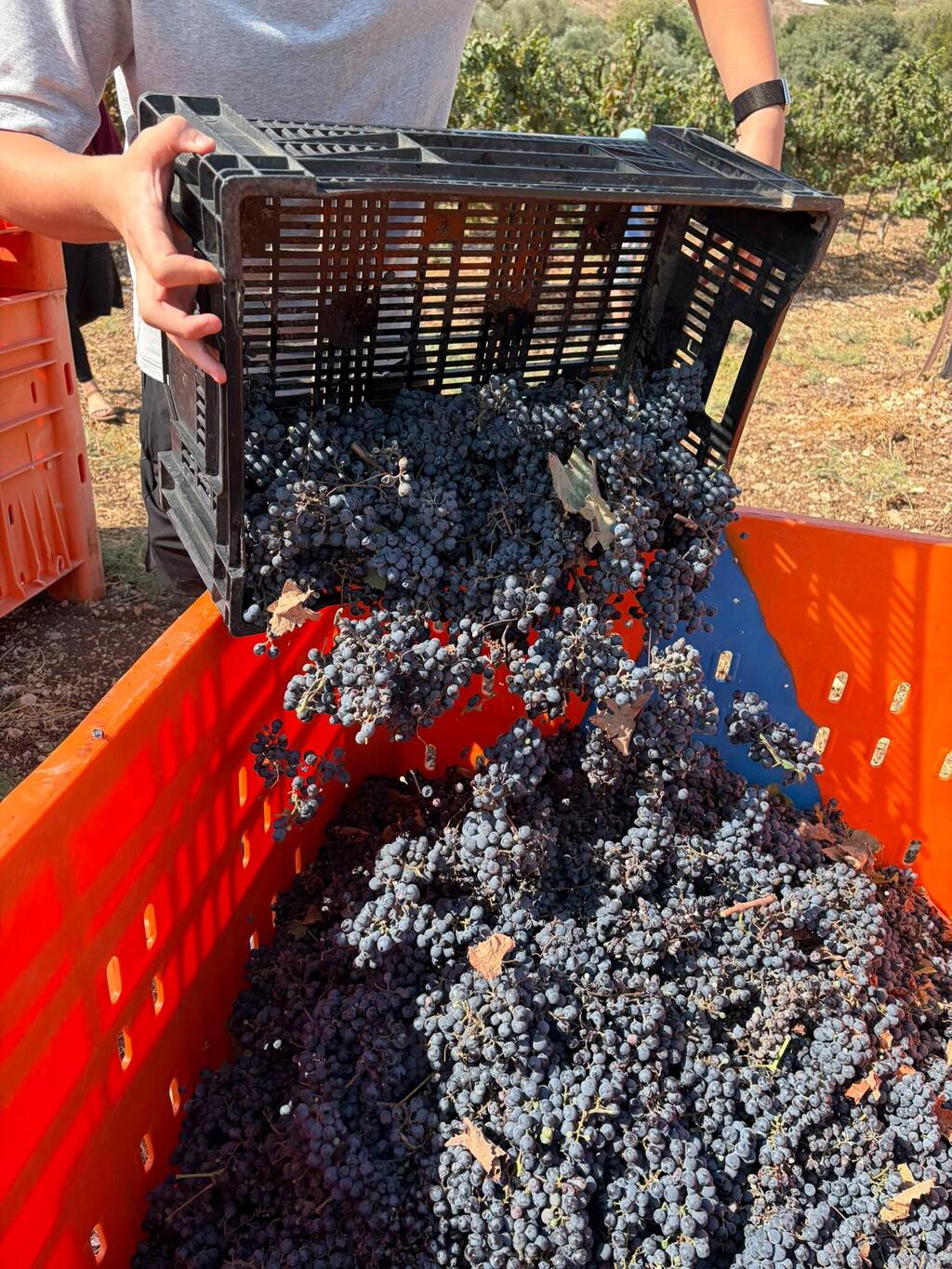 Freshly harvested grapes are collected during a volunteer harvest (Photo: Hiburim B’Haklaut) Freshly harvested grapes are collected during a volunteer harvest organized by Hiburim B’Haklaut