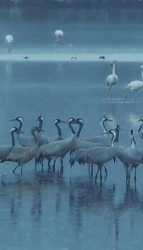 Late, but they arrived at Agmon Hula (Photo: Inbar Shlomit Rubin, Agmon KKL-J) באיחור, אבל הגיעו לאגמון