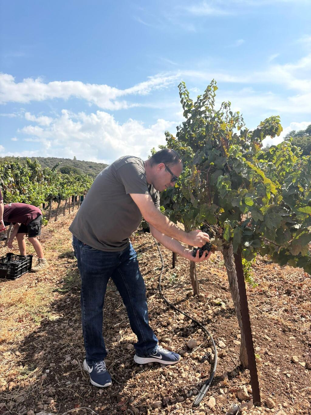 A volunteer harvests grapes, helping Israeli farmers complete the season’s work (Photo: Hiburim B’Haklaut) A volunteer harvests grapes during a Hiburim B’Haklaut initiative helping Israeli farmers complete the season’s work