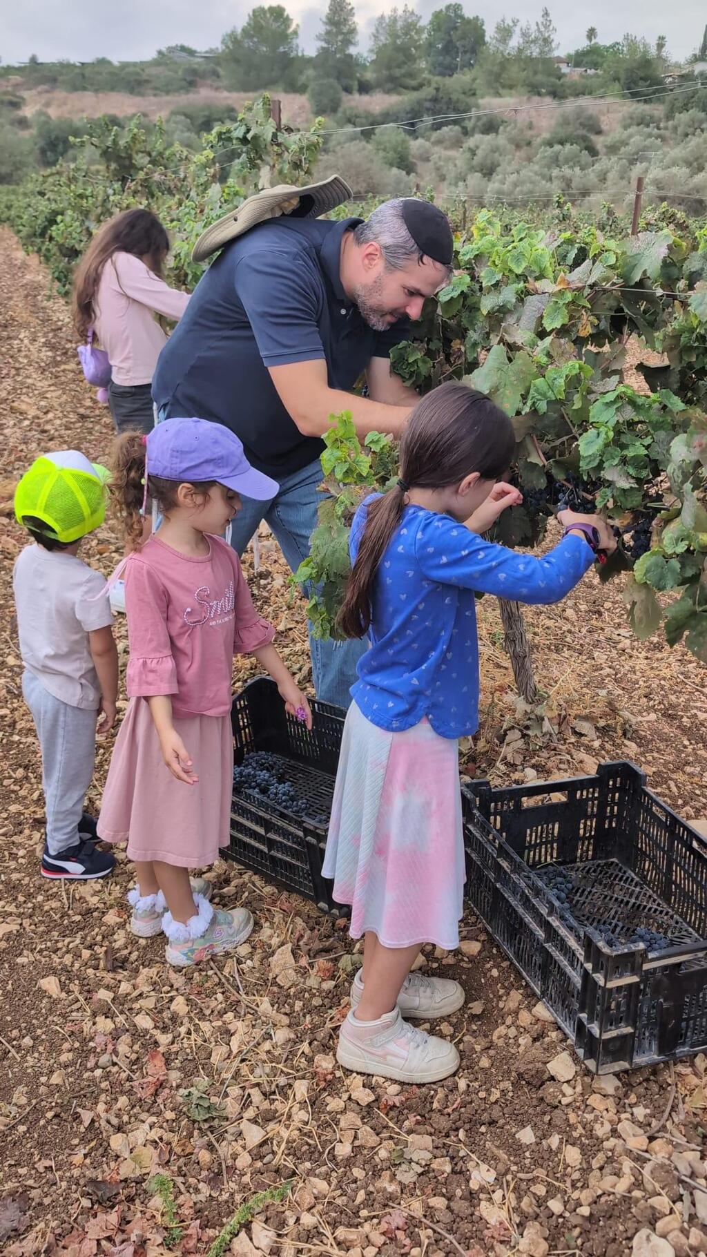 Parents and children harvest grapes together as volunteers help Israeli farmers bring in crops before winter (Photo: Hiburim B’Haklaut) Parents and children harvest grapes together as volunteers help Israeli farmers bring in crops before winter