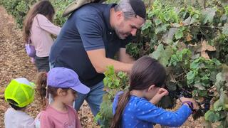 Parents and children harvest grapes together as volunteers help Israeli farmers bring in crops before winter 