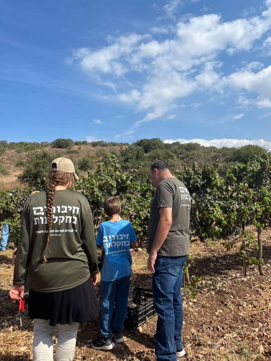 A family volunteers in a vineyard (Photo: Hiburim B’Haklaut) A family volunteers in an Israeli vineyard as part of Hiburim B’Haklaut’s Tishrei holiday agricultural initiative