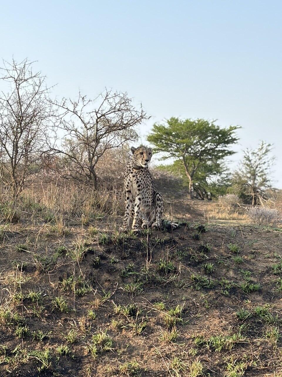 A cheetah we encountered on safari (Photo: Idan Bloemhof) צ'יטה בספארי
