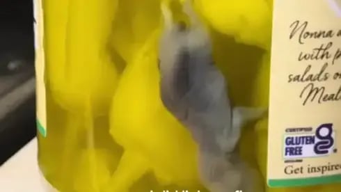 העכבר בצנצנת