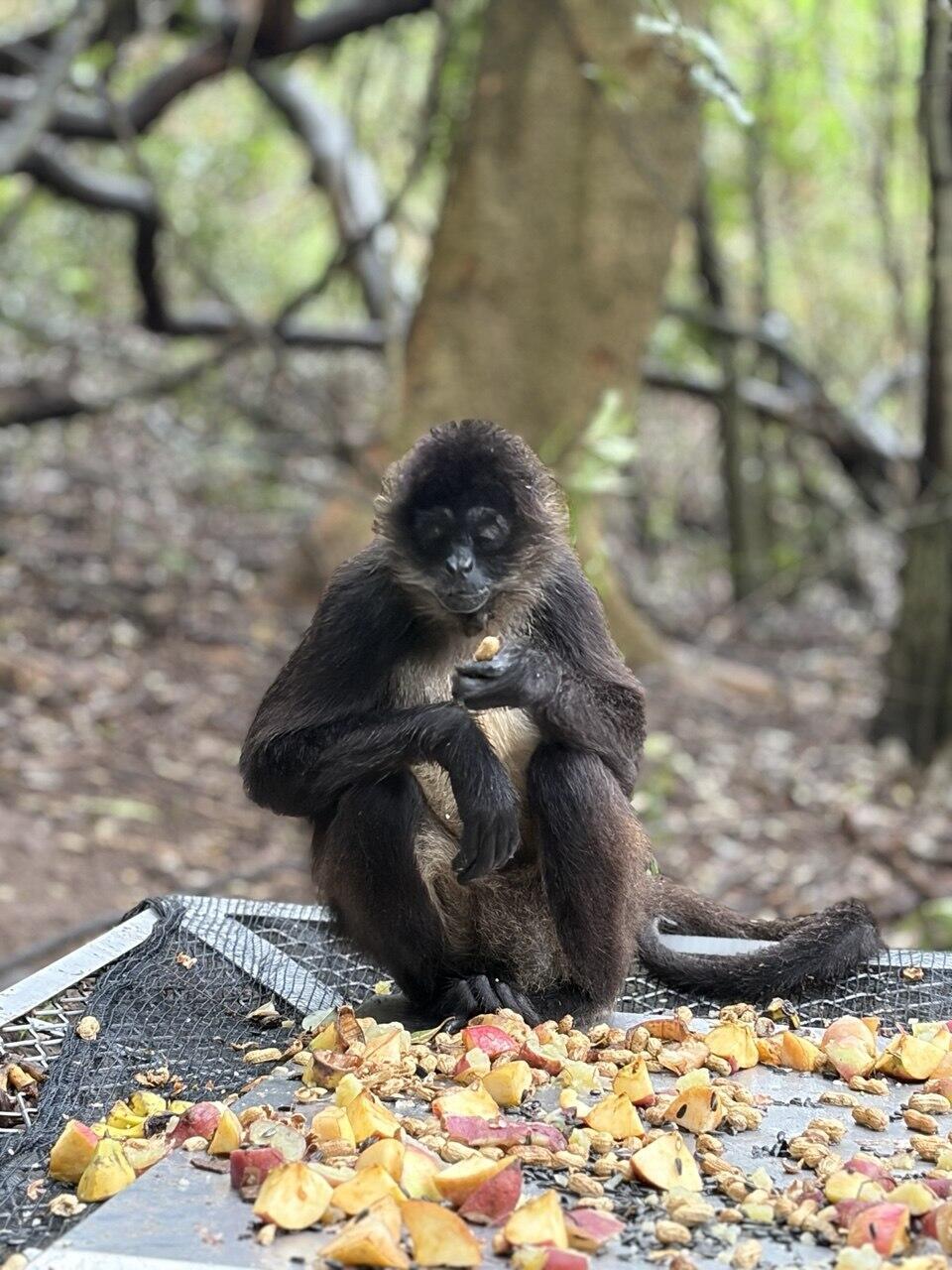 A monkey we encountered during the tour (Photo: Idan Bloemhof) קוף שפגשנו בסיור
