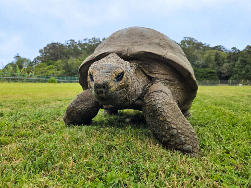 Jonathan the tortoise, who hatched around 1832 (Photo: St. Helena Government Communication Hub) הצב ג'ונתן, שבקע מביצתו בסביבות שנת 1832