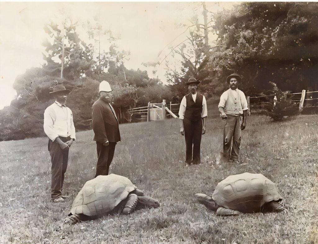 Jonathan arrived on St. Helena in 1882 as a gift to Sir William Grey-Wilson, who later served as the island's governor. This photograph was taken around that time, with Jonathan pictured on the left (Photo: A.L. Innes) ג'ונתן הגיע לסנט הלנה בשנת 1882 כמתנה לסר ויליאם גריי-וילסון, אשר לימים כיהן כמושל האי. תמונה זו צולמה באותה תקופה, כשג'ונתן נראה בצד שמאל