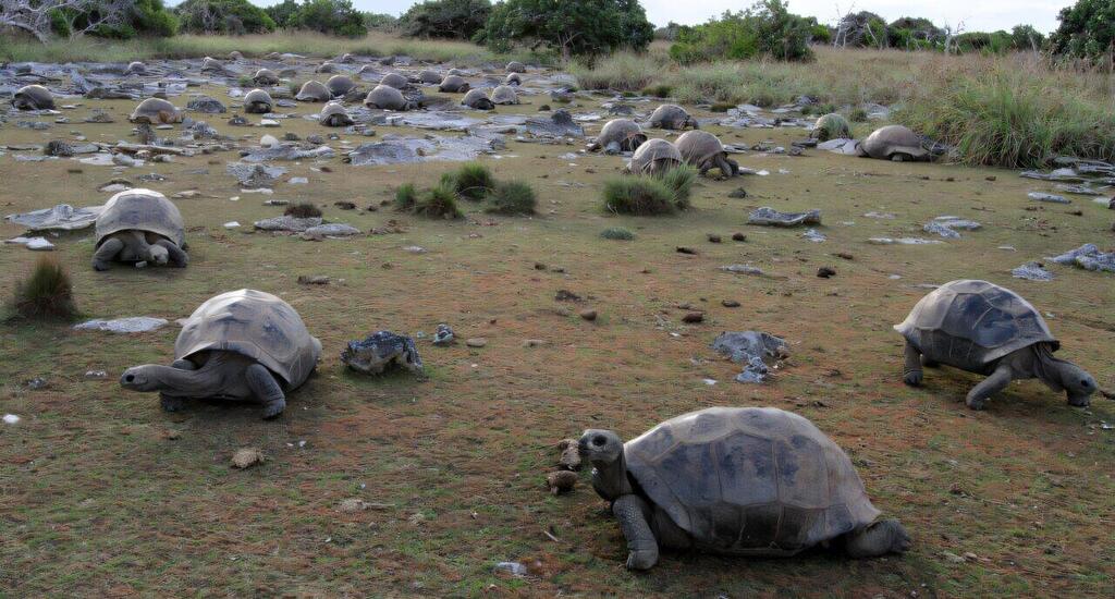 Giant tortoises on Aldabra Atoll in the Seychelles (Photo: Dennis Hansen) צבי הענק היבשתיים באטול אלדברה שבאיי סיישל