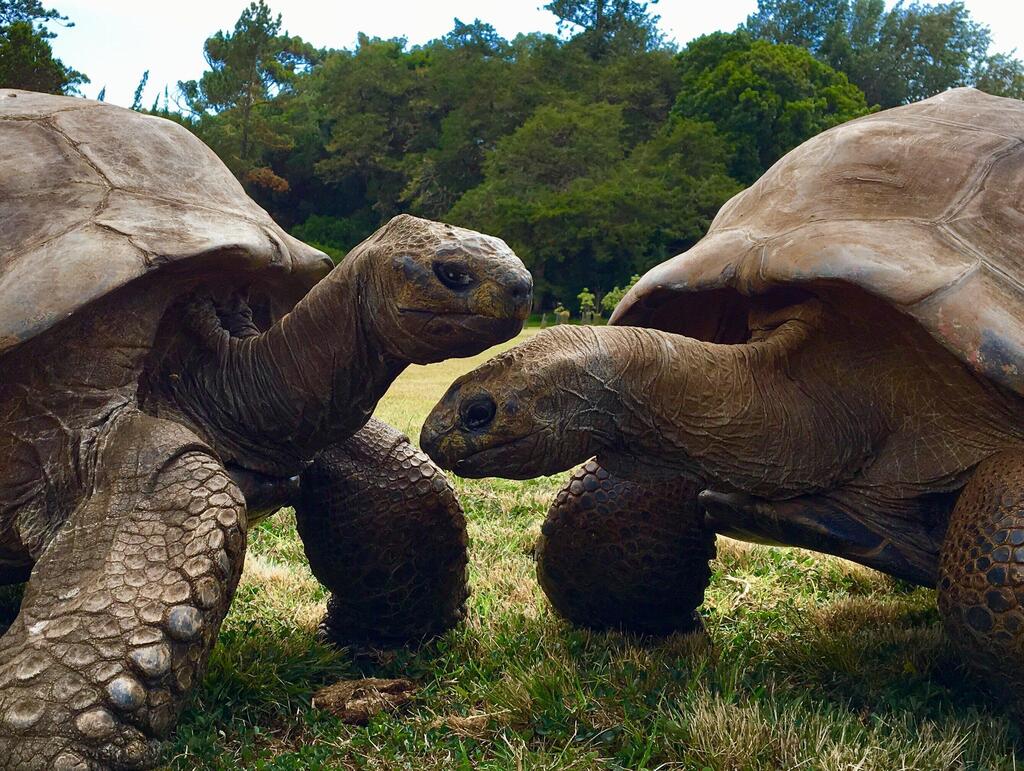 Jonathan, the world's oldest living giant tortoise and oldest living land animal (Photo: Joe Holland) גילו של ג'ונתן, צב ענק (Aldabrachelys gigantea) מהאטול אלדברה באיי סיישל, מוערך ב-194 שנים. זה הופך אותו לצב הענק החי המבוגר ביותר, ולבעל החיים היבשתי המבוגר ביותר בעולם כיום