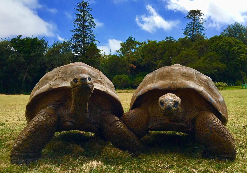 Favorable genes and minimal genetic deterioration have helped Jonathan the tortoise survive for nearly 200 years (Photo: Joe Holland) גנים טובים וחוסר בלאי גנטי הם ששמרו על הצב ג'ונתן בחיים במשך כמעט 200 שנים