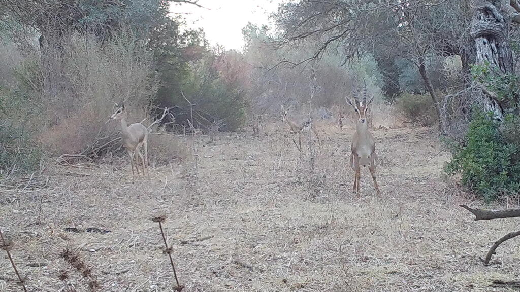 Photo: Plant and Rangeland Ecology Laboratory team צבי ארץ ישראלי