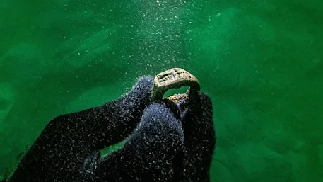 The moment the ring was discovered underwater, among the ruins of an ancient palace (Photo: Christoph Gerigk©Franck Goddio/Hilti Foundation) רגע הגילוי שבו נמצאה הטבעת מתחת למים, בתוך שרידיו של ארמון עתיק