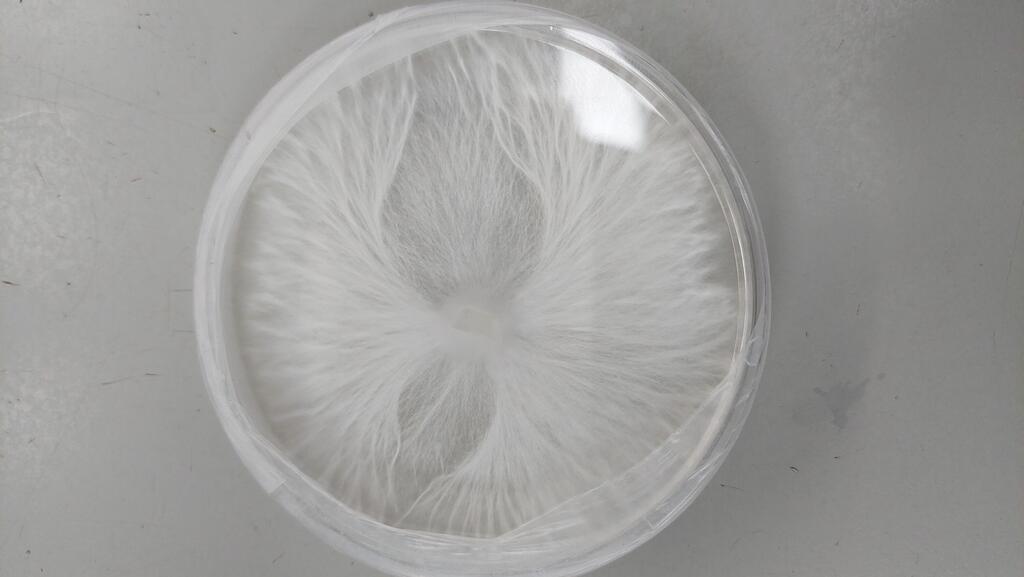 A Petri dish containing a Psilocybe cubensis culture, the starting point for experiments using coconut fiber or liquid growing media (Photo: Prof. Eyal Kurzbaum) צלחת פטרי עם פיטריית פסילוסיבה קובנסיס. מכאן מתחיל כל ניסוי שמועבר למצע קוקוס או מצע נוזלי