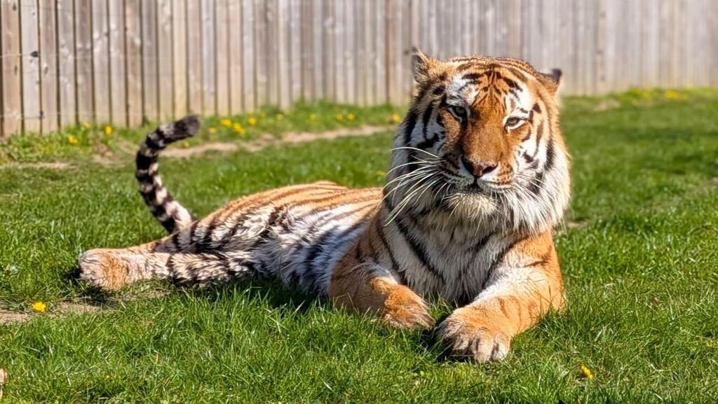 Altai, a Siberian tiger, was brought to the UK from Norway a year ago (Photo: Yorkshire Wildlife Park) אלטאי. חגג יום הולדת 5 בספטמבר