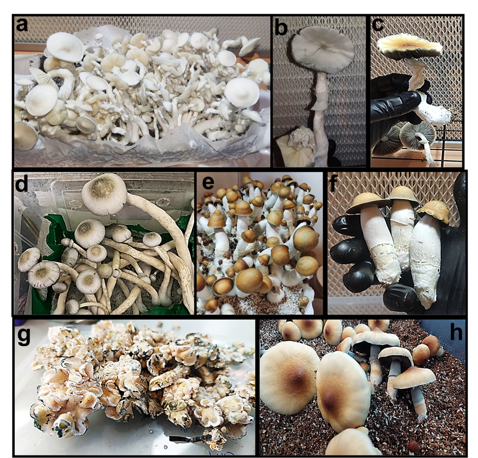 Mushrooms from different strains of Psilocybe cubensis (Photo: Prof. Eyal Kurzbaum) פטריות מזנים שונים של פסילוסיב קובנסיס