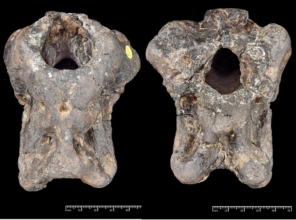The fossil of Invictibellatrix amberina, which lay in the Natural History Museum's drawers for more than 100 years (Photo: The Trustees of the Natural History Museum, London) המאובן של Invictibellatrix amberina, ששכב במגירות של המוזיאון להיסטוריה של הטבע בלונדון למעלה מ-100 שנים