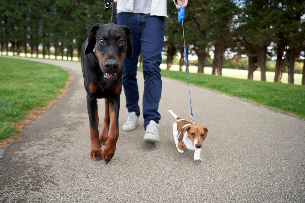 A dachshund and a Doberman pinscher on a walk with their owners (Photo: gemphoto/Shutterstock) כלבי דוברמן פינצ'ר (משמאל) ותחש בטיול עם בעליהם