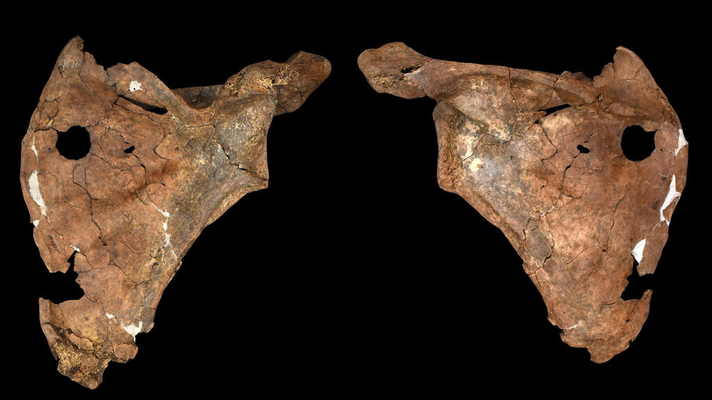 The perforated scapula of 'Shanidar A' (Photo: Dr. Emma Pomeroy) עצם השכם המחוררת של "שאנידאר A"