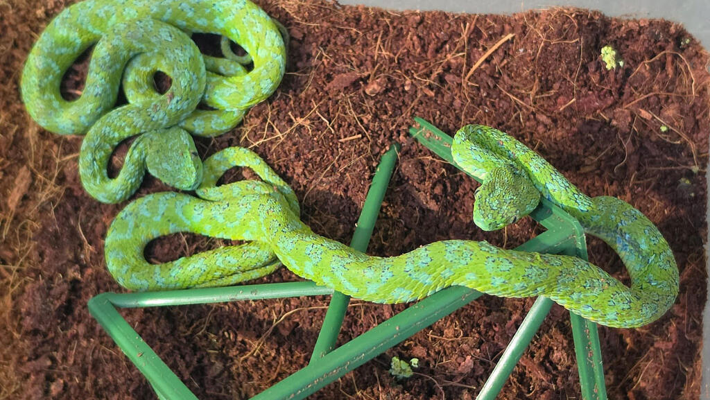 One of the venomous snakes discovered in a suitcase carried by a passenger from Mexico (Photo: AFP PHOTO / CUSTOMS COLOGNE AIRPORT) אחד הנחשים שנתפסו במזוודה של נוסע ממקסיקו שנתפס בנמל תעופה ב גרמניה קלן עם 92 נחשים ולטאות