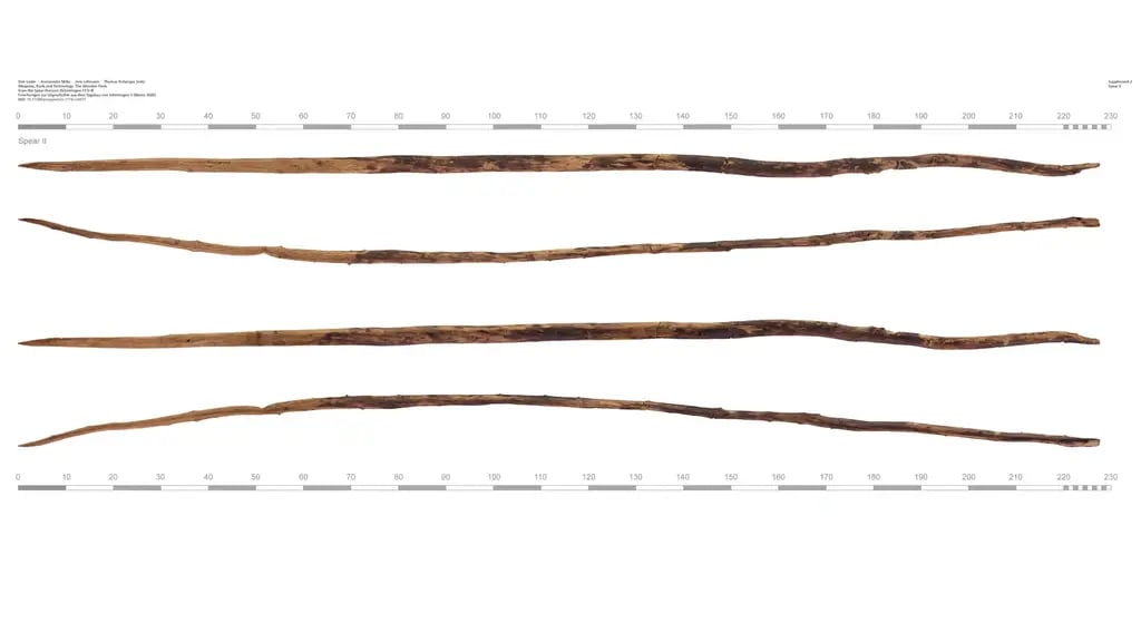 Spears found in Shenanigan, in 1995; they have been dated to over 200,000 years old, and were thrown like modern-day bayonets (Photo: Dirk Leder et al. (eds), Weapons, Tools and Technology (2026)) אחד החניתות שנמצאו בשניניגן, בשנת 1995. החניתות הללו תוארכו כבנות יותר מ-200 אלף שנים, והוטלו כמו הכידונים של ימינו