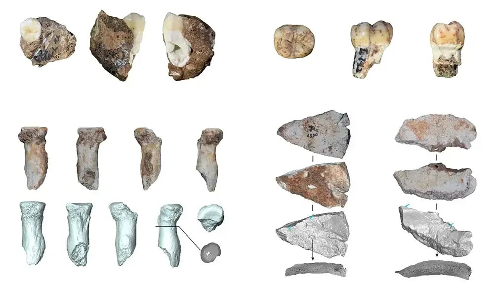 Researchers extracted proteins from five human fossils found in the cave and established that they belonged to Denisovans. The teeth and bones examined in the study (Photo: Chinese Academy of Sciences Institute of Vertebrate Paleontology and Paleoanthropology) החוקרים הפיקו חלבונים מחמישה ממאובני האדם שנמצאו במערה, והראו שהם שייכים לדניסובים. השיניים והעצמות שנחקרו