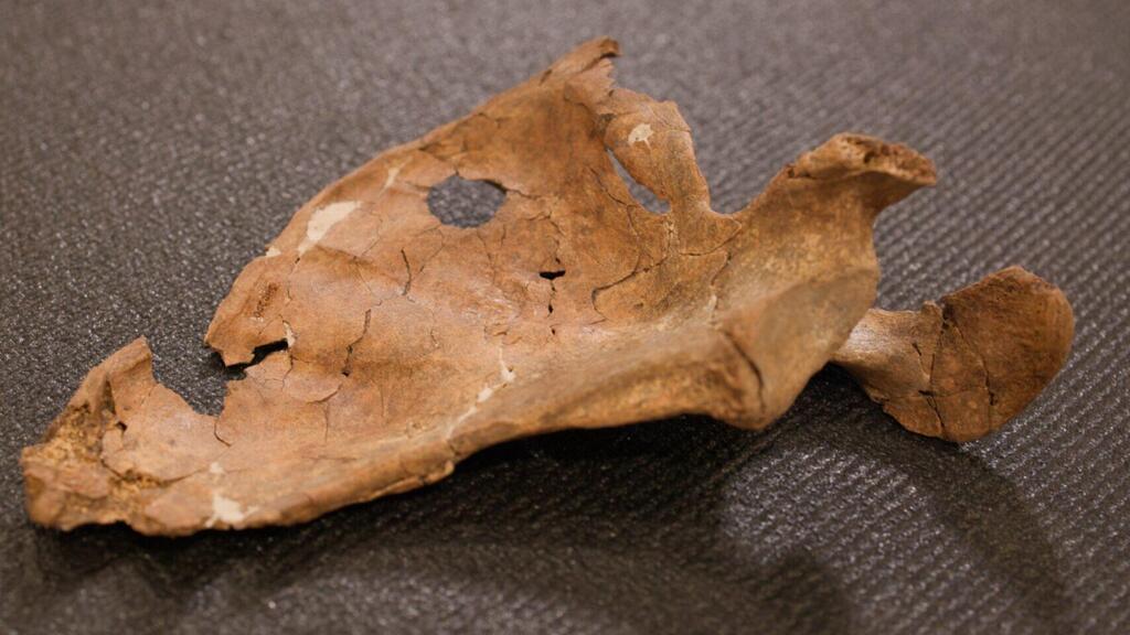 The left shoulder blade of the Neanderthal, which was struck by a wooden spear that created the round hole (Photo: University of Cambridge) עצם השכם השמאלית של האדם הניאנדרטלי, שנפגע מחנית עץ שיצרה את החור העגול