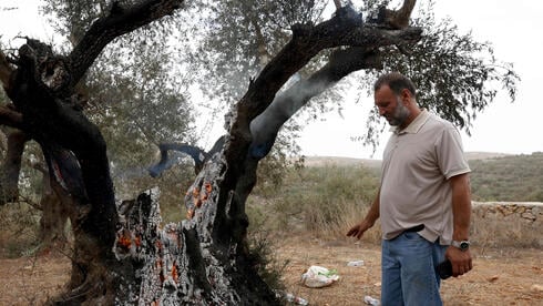 עץ זית שנטען כי הוצת על ידי מתנחלים ב תורמוס עיא ליד רמאללה פלסטינים מסיק