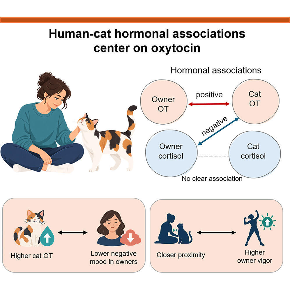 Key study findings suggest that owners who spend more time close to their cats tend to experience more positive moods (Illustration: iScience) עיקרי הממצאים של המחקר, מהם עולה כי בעלים שמבלים יותר זמן קרוב לחתולים שלהם, נוטים להיות בעלי מצבי רוח חיוביים יותר