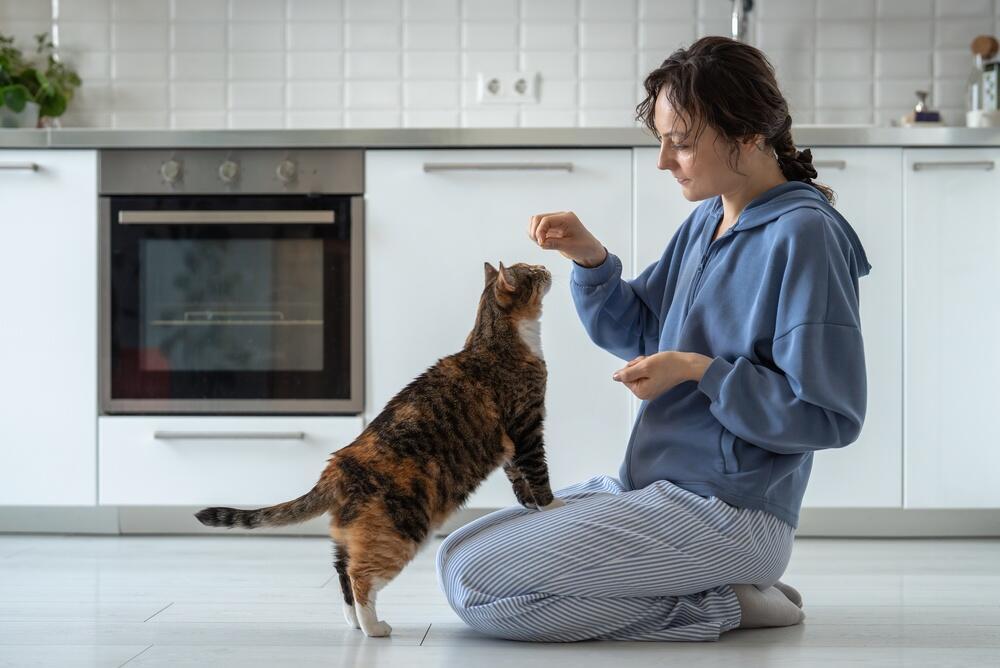 A cat interacts with its owner (Photo: Yourphotopie / Shutterstock) אינטראקציה בין חתולה לבעליה