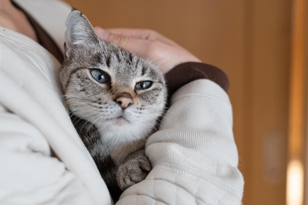 A cat snuggles in its owner's arms (Photo: Rai106 / Shutterstock) חתול מתפנק בין זרועות בעליו