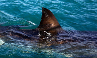The fin of a great white shark swims in the waters off Gansbaai, South Africa 